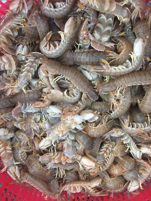 皮皮蝦鮮活熟凍蝦婆子瀨尿蝦應季海鮮批發蝦爬琵琶蝦蝦菇