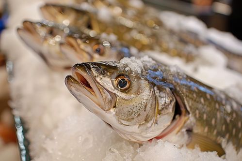 大西洋銀鱈魚 海洋的鮮美珍品