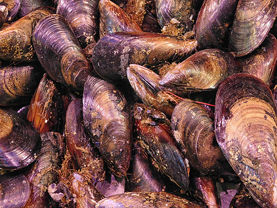 海鮮素描 海洋深處的藝術靈感